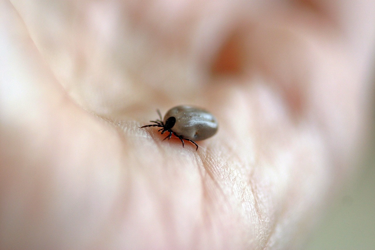 Tick Season Begins